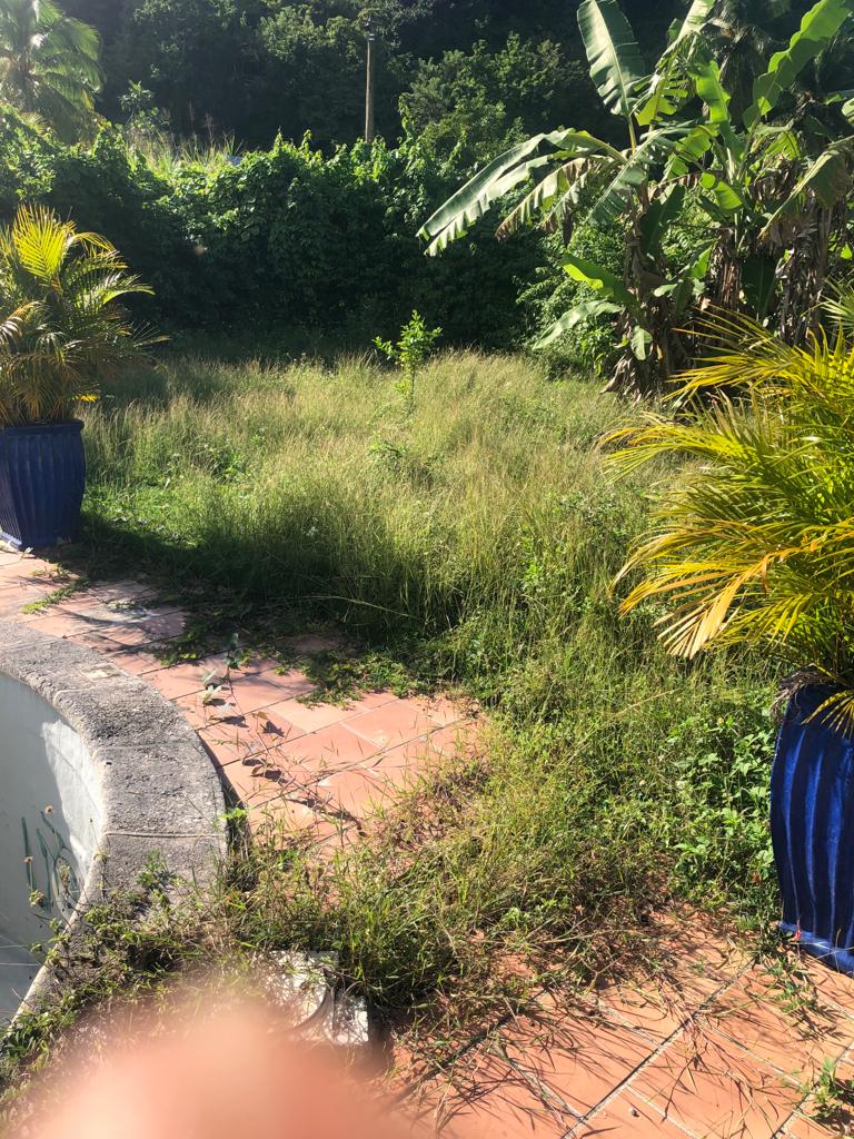 Elagage, Debrouissallage, Entretien Jardin à Le Gosier