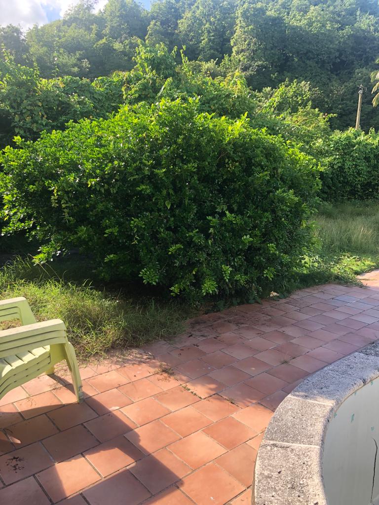 Elagage, Debrouissallage, Entretien Jardin à Le Gosier