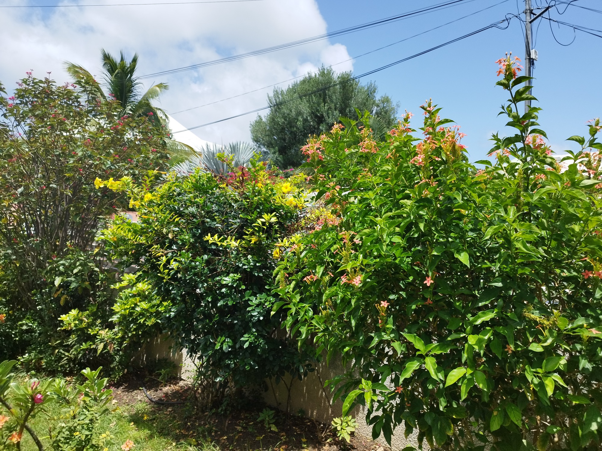 Elagage, Debrouissallage, Entretien Jardin à Saint-François