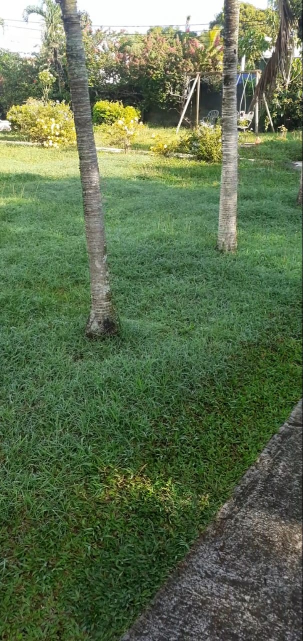 Elagage, Debrouissallage, Entretien Jardin à Lamentin