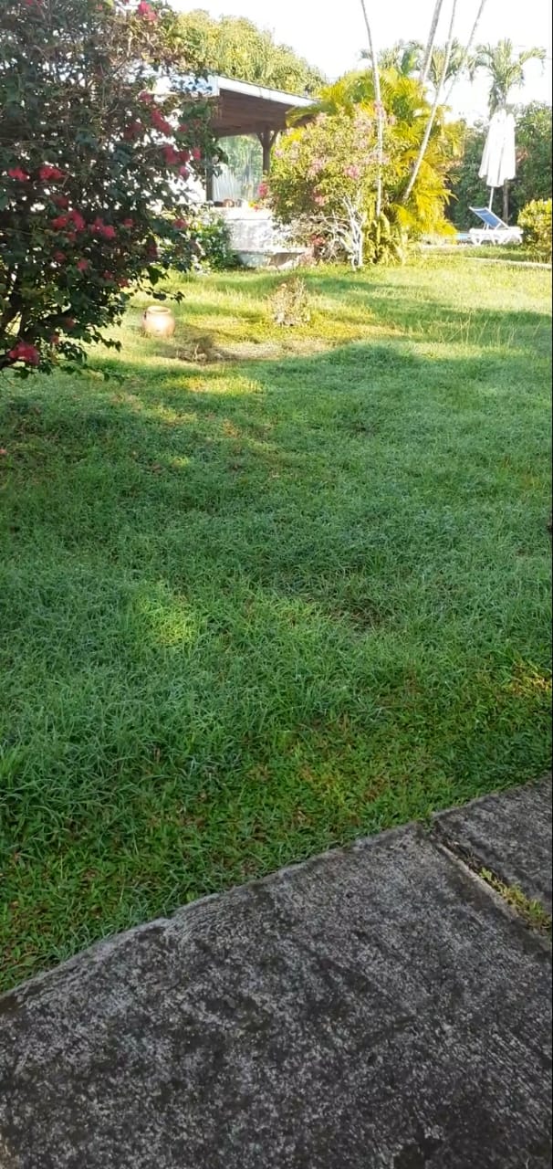 Elagage, Debrouissallage, Entretien Jardin à Lamentin